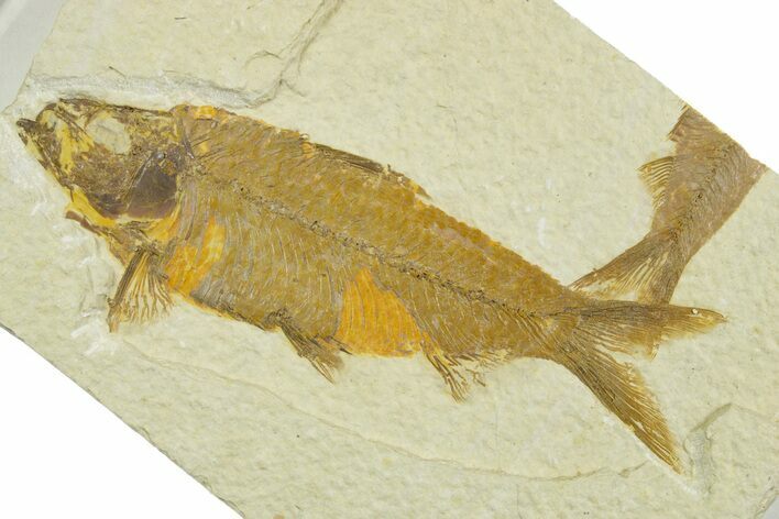 Detailed Fossil Fish (Knightia) - Wyoming #369422